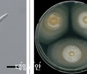 낙동강생물자원관, 한강 발원지서 신종 희귀 수생균류 발견