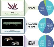 해수부, 해양생물 10종에 '진도장미꼴' 등 우리말 이름 지어줘