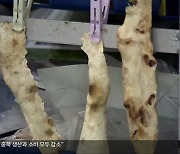 버섯 균사체로 ‘비건 가죽’ 개발…동물·환경 보호까지