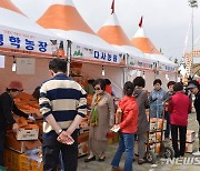 하동군, 제23회 하동악양 대봉감 축제 4~6일 개최