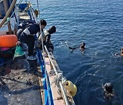 수산자원공단, 제주 해역에 어린 홍해삼 10만마리 방류