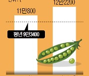 ‘콩’ 면적 크게 늘어 생산량 쑥…작황부진 여파 없다