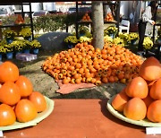 ‘임금님 진상품’ 하동 악양 대봉감축제 개막