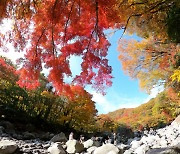 한라산 입장권 삽니다… 단풍철 또 기승 부리는 입장권 매매