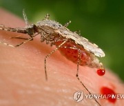 Malaria Mosquitoes