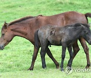 '제주마' 46마리 공개 매각…기초가격 최고 97만원