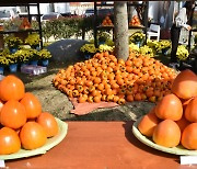 '임금님 진상품' 하동 대봉감축제 4일 개막…일부 행사 축소