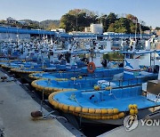 동해안 최북단 대진항 어선들