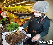 스마트큐브에서 재배한 새싹삼