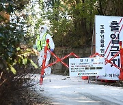 충북 청주 오리 농장서 AI 항원 검출…고병원성 검사 중