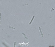 국립생물자원관, 성장 3배 빠른 바이오 연료 미생물 배양 성공