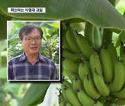 '기후변화' 아열대 과일 재배 확산은 하는데···