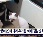 고양이 20여 마리 유기한 40대 검찰 송치