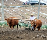 '겨리소'와 '밭갈애비'를 아시나요… 홍천 겨리농경문화 공개행사 첫 개최