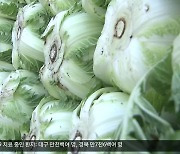 [여기는 포항] 신선 농산물 산지로 부상…‘채소류 특화 수출’