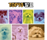 강아지 자랑대회 '오마이독' TOP10 공개…가슴 아픈 사연도 있다고?