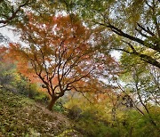 정읍시, 단풍 절정기 내장산 케이블카·셔틀버스 등 안전 점검