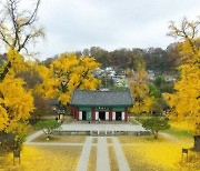 주말드라마 ‘슈룹’ 배경 ‘전주 한옥마을’, 300여 년 된 은행나무 ‘단풍맛집 1번지’ [원픽! 핫 플레이스]