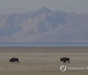 Bison Round up Utah