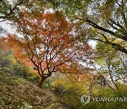 내장산 최고 수령 단풍나무 '울긋불긋'