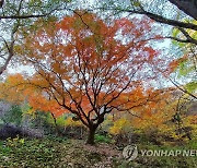 내장산 최고 수령 단풍나무 '울긋불긋'