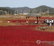 단풍빛 태평염전 산책