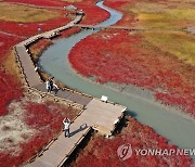 붉게 물든 태평염생식물원