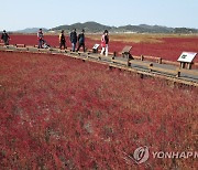 단풍빛 태평염생식물원 산책