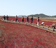 단풍빛 태평염생식물원 산책