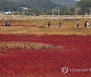 단풍빛 태평염생식물원 산책