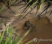 Endangered Toad Geothermal Lawsuit