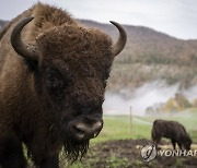 SWITZERLAND ANIMALS EUROPEAN BISON PROJECT