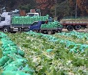 [르포] "배추 한 포기 도매가 800원…차라리 산지 폐기 해달라"