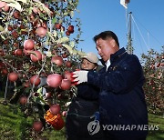 사과 농가에서 일손돕기하는 영동군수