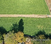 수확 기다리는 배추밭