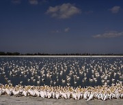 Israel Great White Pelicans