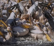 Israel Great White Pelicans