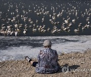 Israel Great White Pelicans