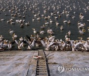 APTOPIX Israel Great White Pelicans