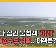 [자막뉴스] 제주 바다 삼킨 불청객 '파래'.. 생명줄 용천수도  위협