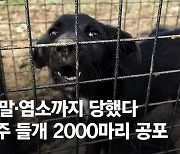 제 몸보다 큰 소·말도 사냥…제주 중간산 들개 2000마리 공포 [e즐펀한토크]