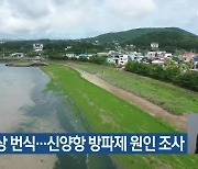 파래 이상 번식…신양항 방파제 원인 조사