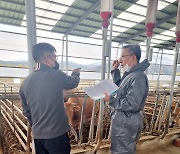 농협 축산연구원, 충남지역 암소개량 현장컨설팅 추진