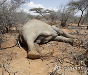 Kenya Drought Dying Wildlife