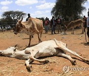 KENYA ENVIRONMENT DROUGHT LIVESTOCK