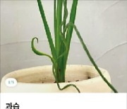 "136조 반려식물 시장, 비대면 관리로 공략"