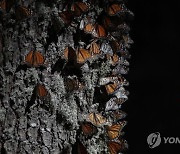 Mexico Monarch Butterflies