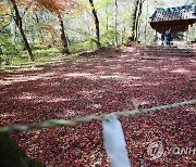 낙엽 쌓인 '신들의 숲' 성황림