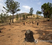 Madagascar COP27 Climate Summit Deforestation