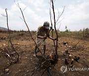 Madagascar COP27 Climate Summit Deforestation